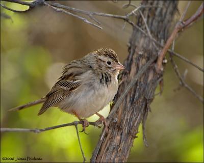 Brewer's Sparrow