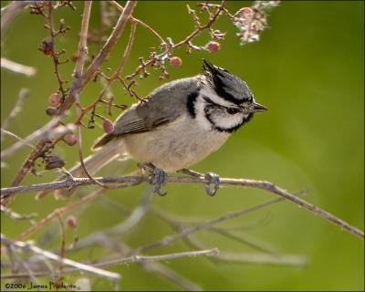 Bridled Titmouse