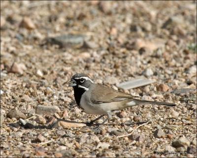 Black-throated Sparrow