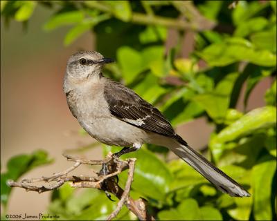 Northern Mockingbird