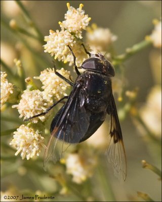 Fly species
