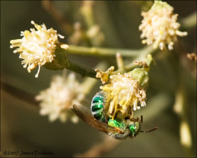 Irridescent Bee