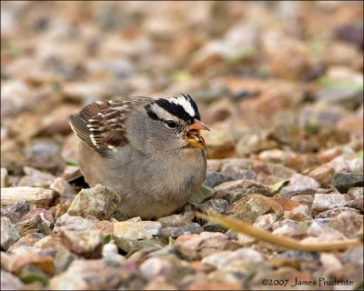 White-crowned Sparrow