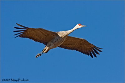 Sandhill Crane