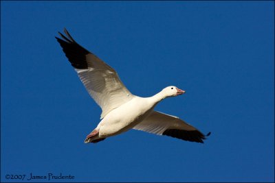 Snow Goose