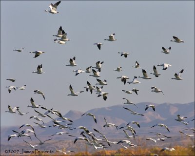 Snow Geese