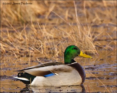 Mallard Drake