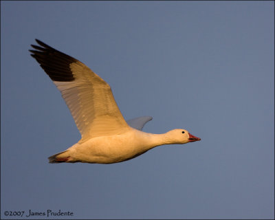 Snow Goose