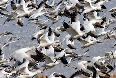 Snow Geese