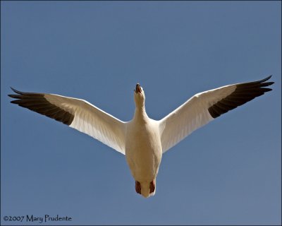 Snow Goose