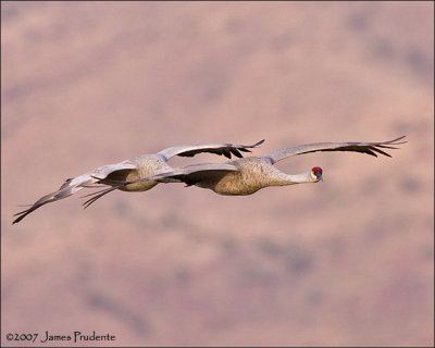 Sandhill Cranes