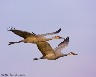 Sandhill Cranes