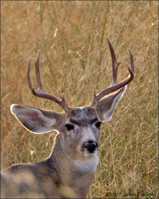 Mule Buck