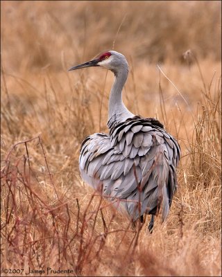 Sandhill Crane