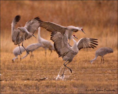 Sandhill Cranes