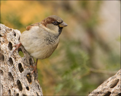 House Sparrow