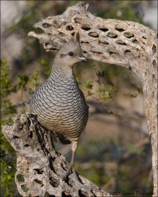 Scaled Quail