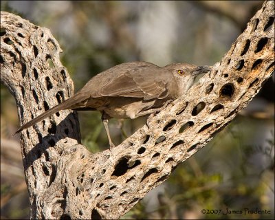 Curve-billed Thrasher