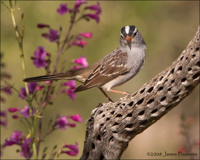 White-crowned Sparrow