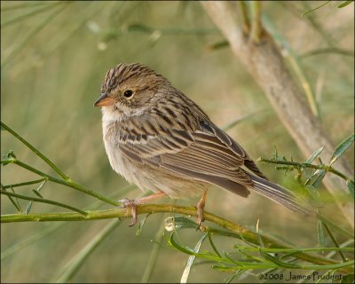 Brewer's Sparrow
