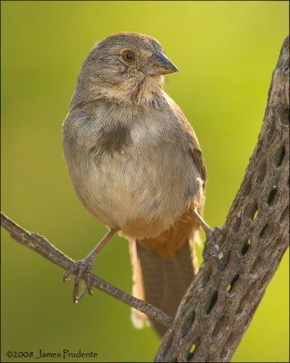 Canyon Towhee