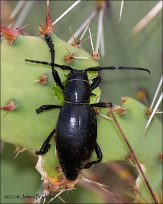 Cactus Longhorn Beetle -  Moneilema gigas