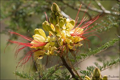 Mexican Bird of Paradise