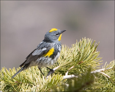 Yellow-rumped Warbler