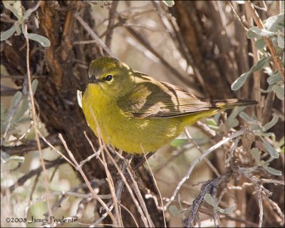 Orange-crowned Warbler