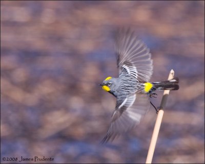 Yellow-rumped Warbler