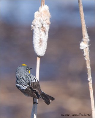 Yellow-rumped Warbler