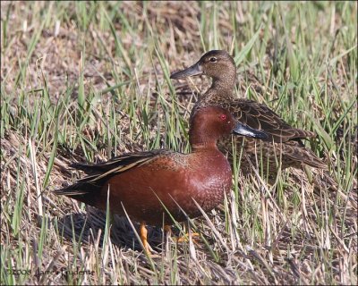 Cinnamon Teal Pair