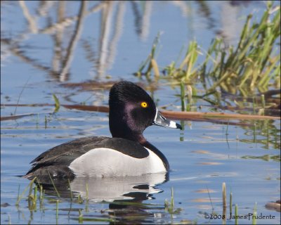 Ring-necked Duck