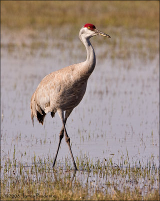 Sandhill Crane