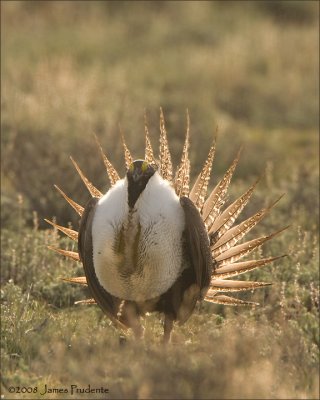 Sage Grouse