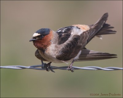 Cliff Swallow