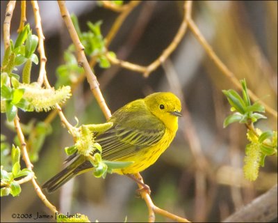 Yellow Warbler