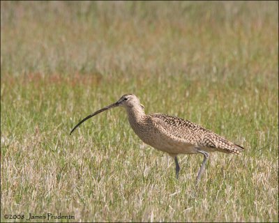 Long-billed Curlew