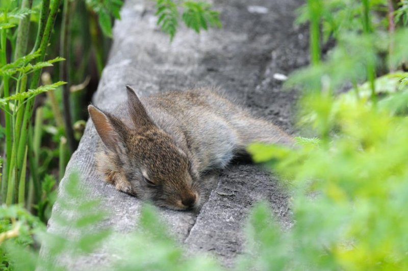 Cottontail bunny nap