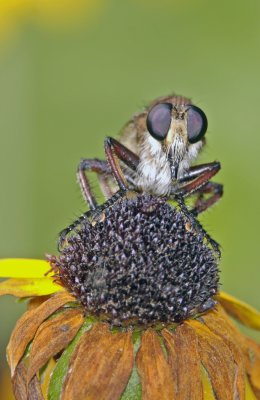 Giant Robber Fly