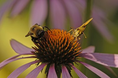 Bumblebee and Skipper