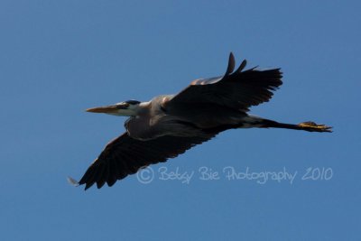 Heron over Big Arb I