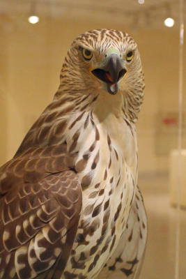 Immature Hawk