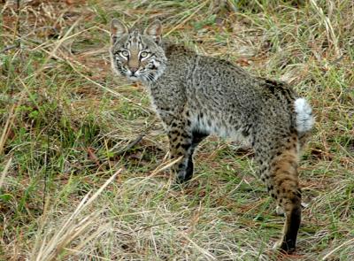 bobcatweb5255.jpg