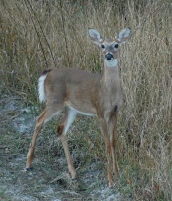 deerweb5192.jpg