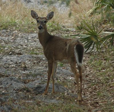 deerweb5203.jpg