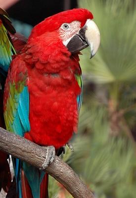parrot4254.jpg