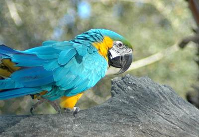 parrotweb4387.jpg