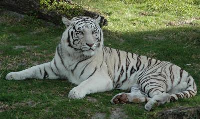 tigerweb4977.jpg