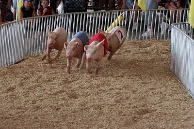 pig races_6070.jpg